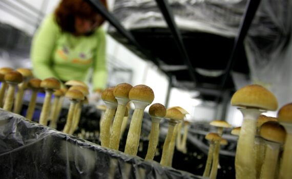 5 super livres pour cultiver des champignons sur de bonnes bases