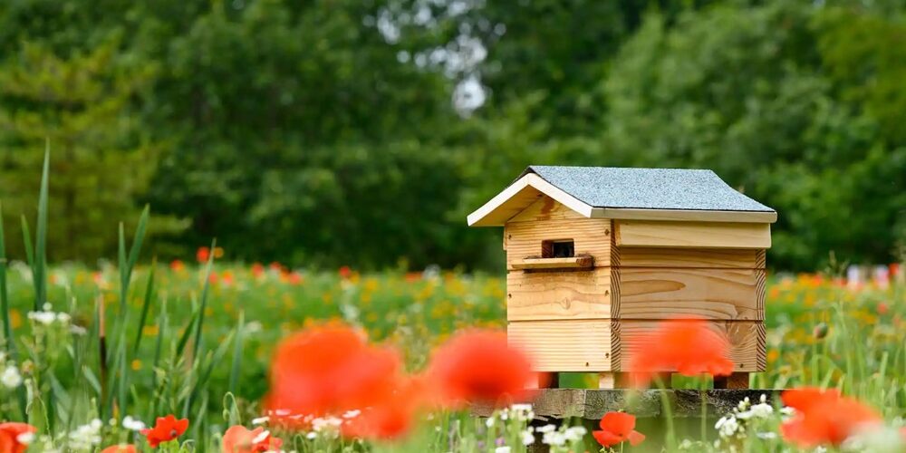 5 super livres pour installer sa première ruche dans son jardin