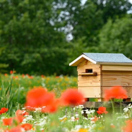 5 super livres pour installer sa première ruche dans son jardin