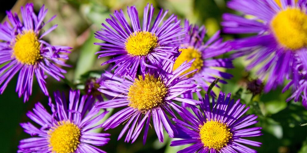 6 guides de référence pour identifier les fleurs sauvages facilement