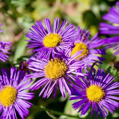 6 guides de référence pour identifier les fleurs sauvages facilement