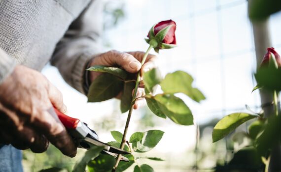 6 super livres pour cultiver des rosiers sur de bonnes bases
