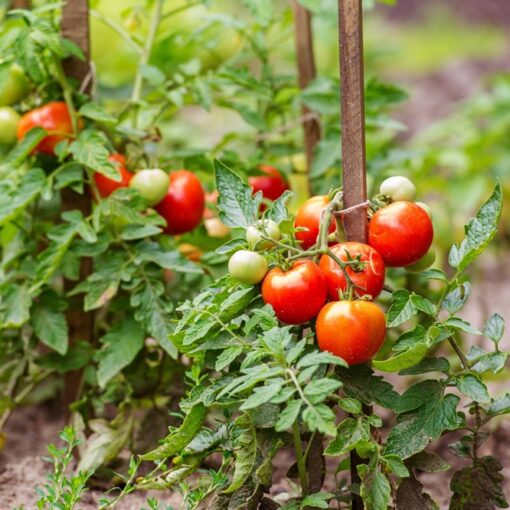 6 super livres pour cultiver des tomates sur de bonnes bases
