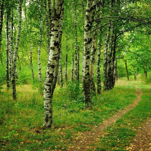 7 guides de référence pour identifier les arbres facilement