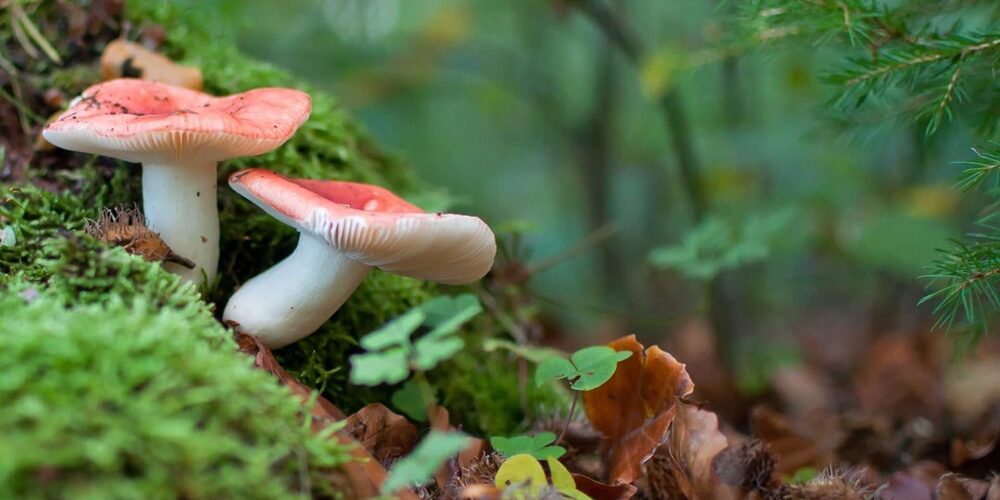 8 guides de référence pour identifier les champignons facilement