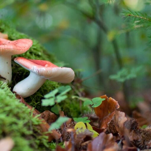 8 guides de référence pour identifier les champignons facilement