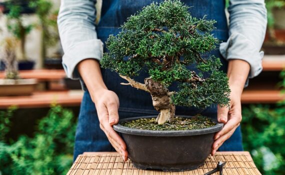 8 super livres pour cultiver des bonsaïs dans les règles de l'art