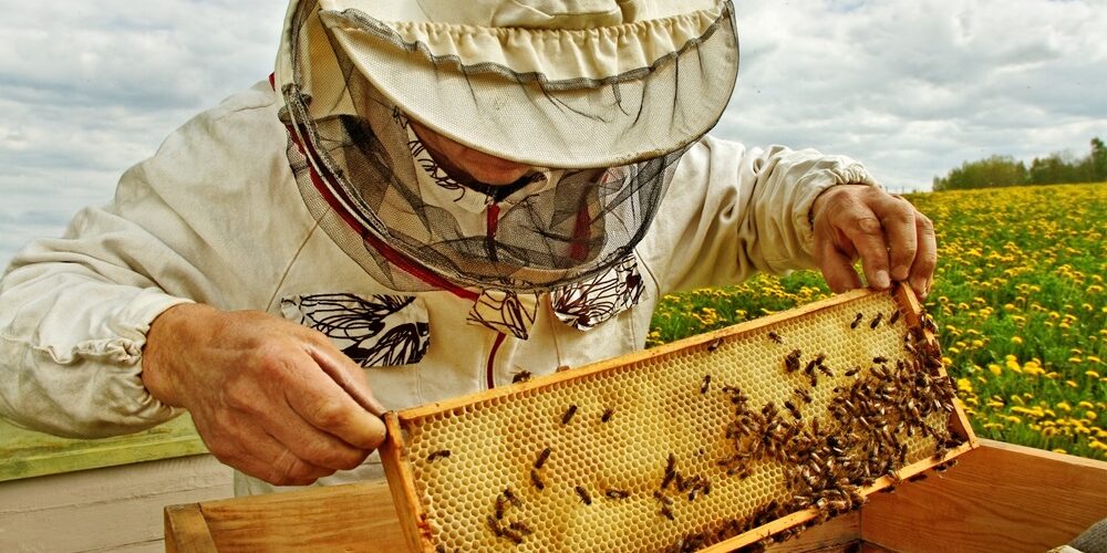 9 livres de référence pour lancer son activité apicole sur de bonnes bases