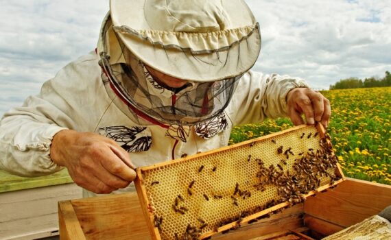 9 livres de référence pour lancer son activité apicole sur de bonnes bases