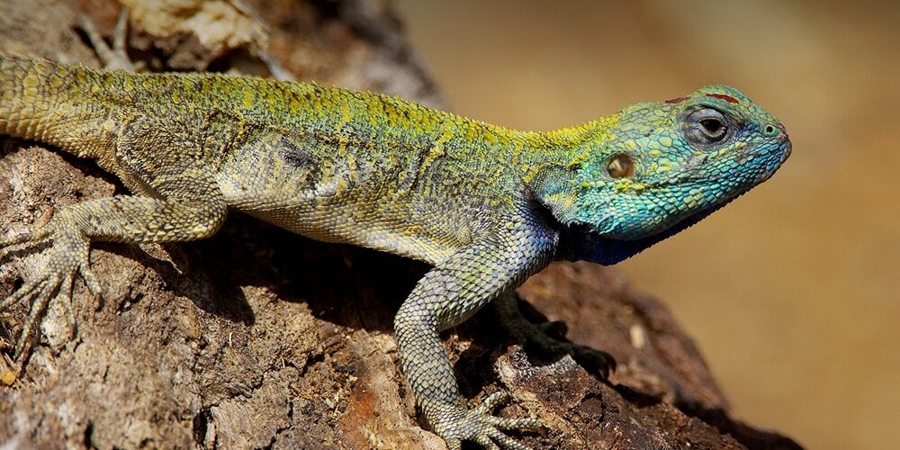 5 guides pour identifier reptiles et amphibiens sur le terrain