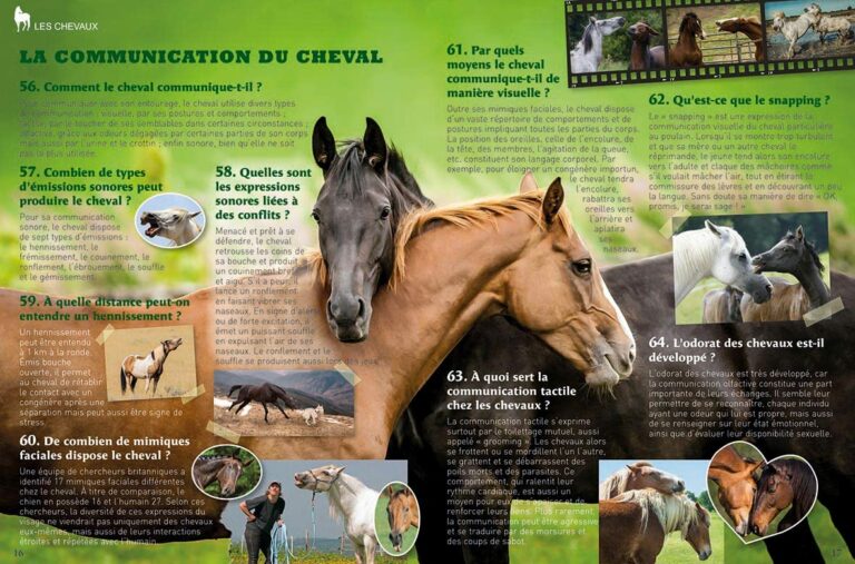 5 Meilleurs livres sur les chevaux