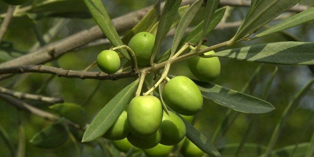 6 super livres pour cultiver des oliviers sur de bonnes bases
